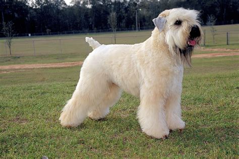 Soft-coated wheaten terrier . Things To Know About Soft-coated wheaten terrier . 
